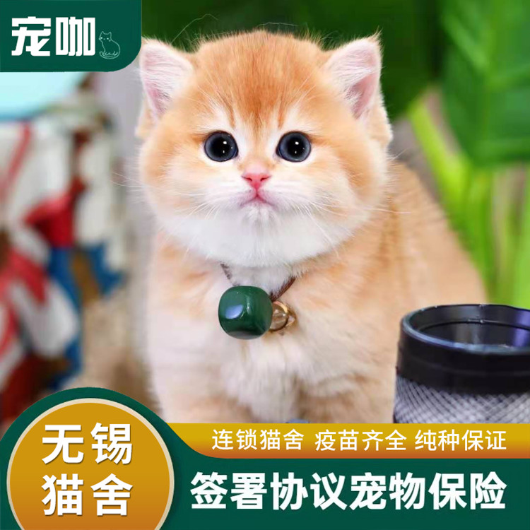 Pure Breed ภาษาอังกฤษสั้น Golden Gradient แมวลูกแมวผมยาว Blue Gold Gradient แมวสัตว์เลี้ยงแมว Living