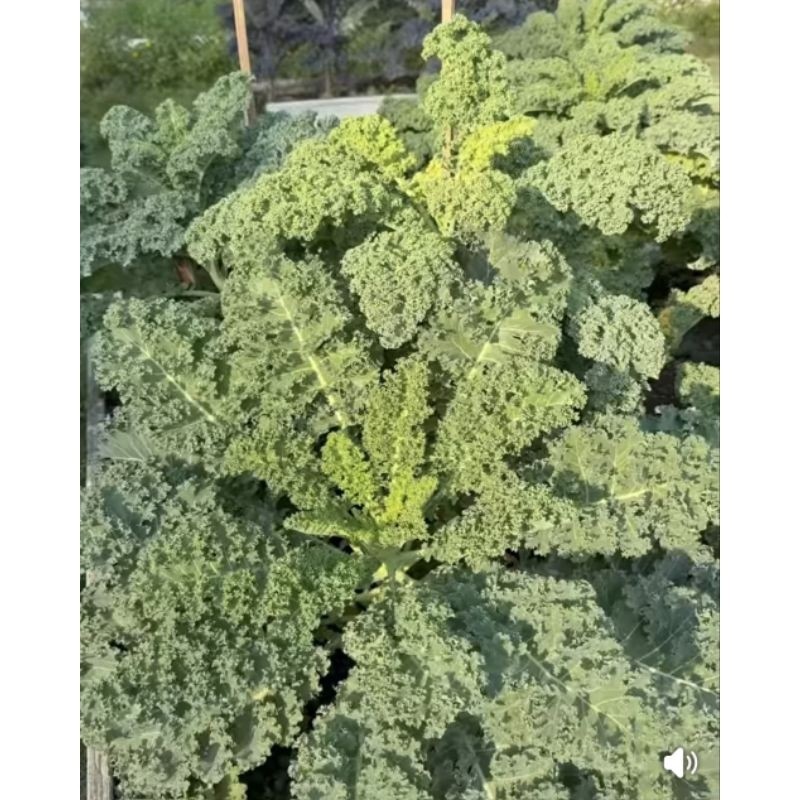 🌱รวมเมล็ดพันธุ์ผักสวนครัวปลูกง่ายโตไว🌱 ราคาถูก เมล็ดเยอะ อัตราการงอกสูง 🎈ซื้อ5แถม1คละได้🎈 - รูปที่ 7