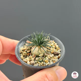 หอมจิ๋ว ออร์นิโทกาลัม Ornithogalum ไม้อวบน้ำ กุหลาบหิน Cactus&Succulent หลากหลายสายพันธุ์