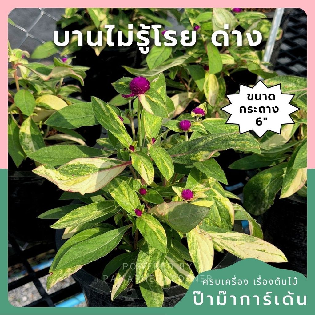 บานไม่รู้โรยด่าง (Variegated Globe Amaranth) กระถาง 6 นิ้ว