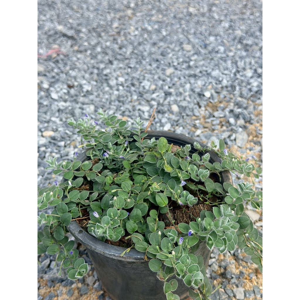 มุมมอง 5