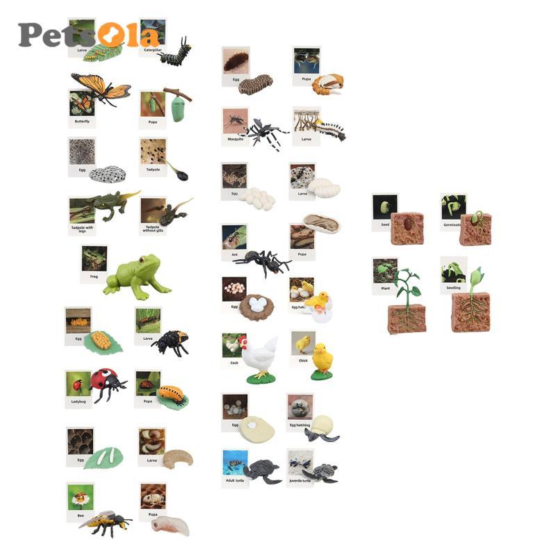 [Koolsoo2] Life Cycle Toy Early Education ที่สมจริง Growth Stage Model Animal Growth Cycle Figures f