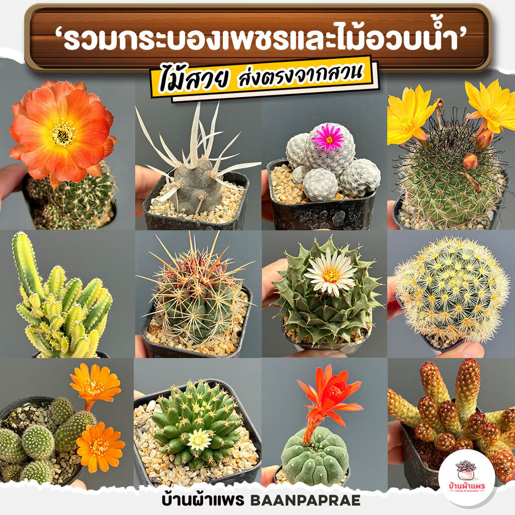 รวมกระบองเพชรและไม้อวบน้ำ #2 หลากหลายสายพันธุ์ ส่งทั้งกระถาง cactus&succulent