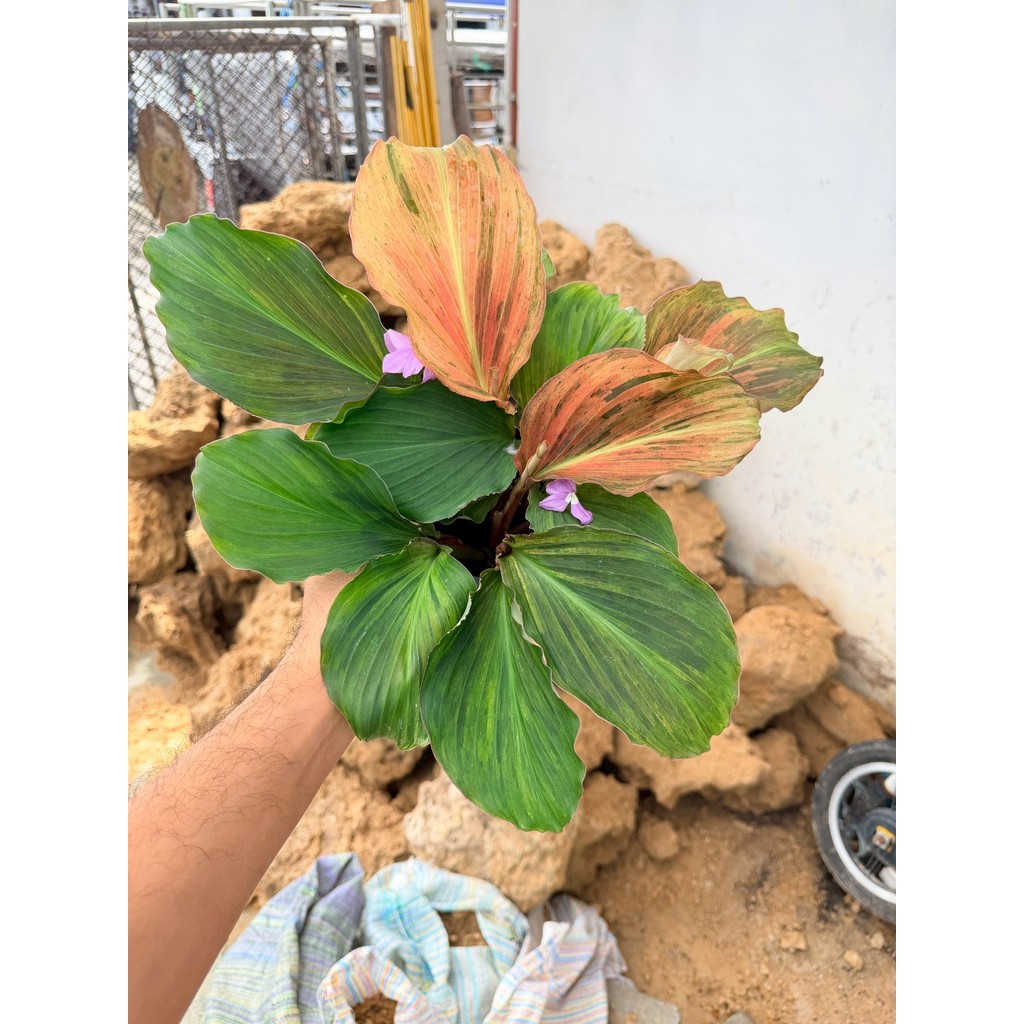 มุมมอง 3