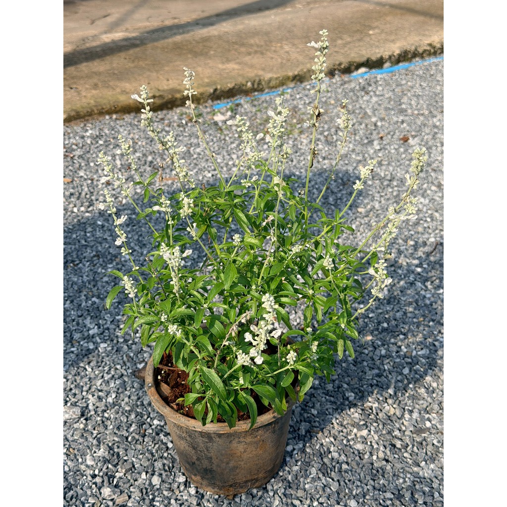 มุมมอง 2