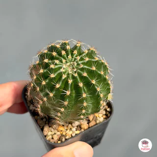 อิชินอปซิส ไฮบริด แองเจิล Echinopsis แคคตัส กระบองเพชร cactus&succulent