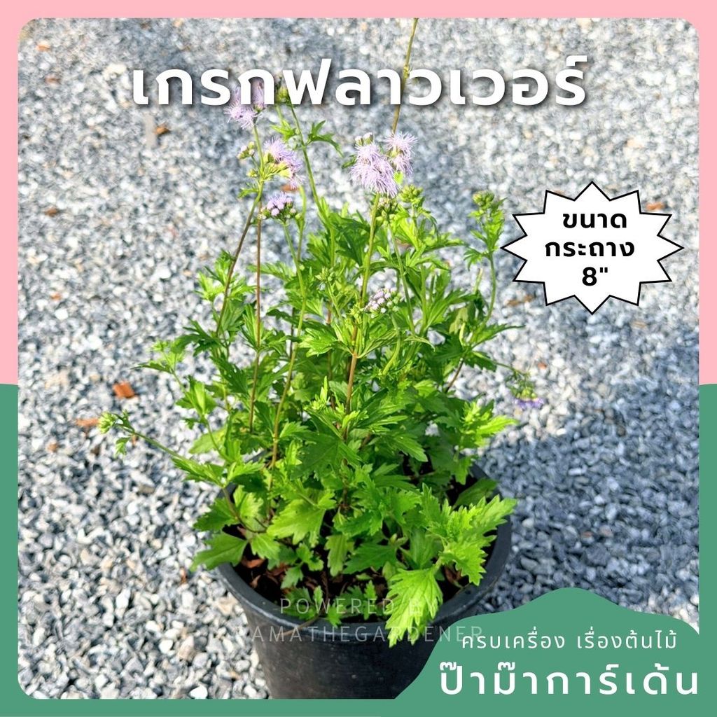 เกรกฟลาวเวอร์ 8 นิ้ว (Greg Flower / Gazania)