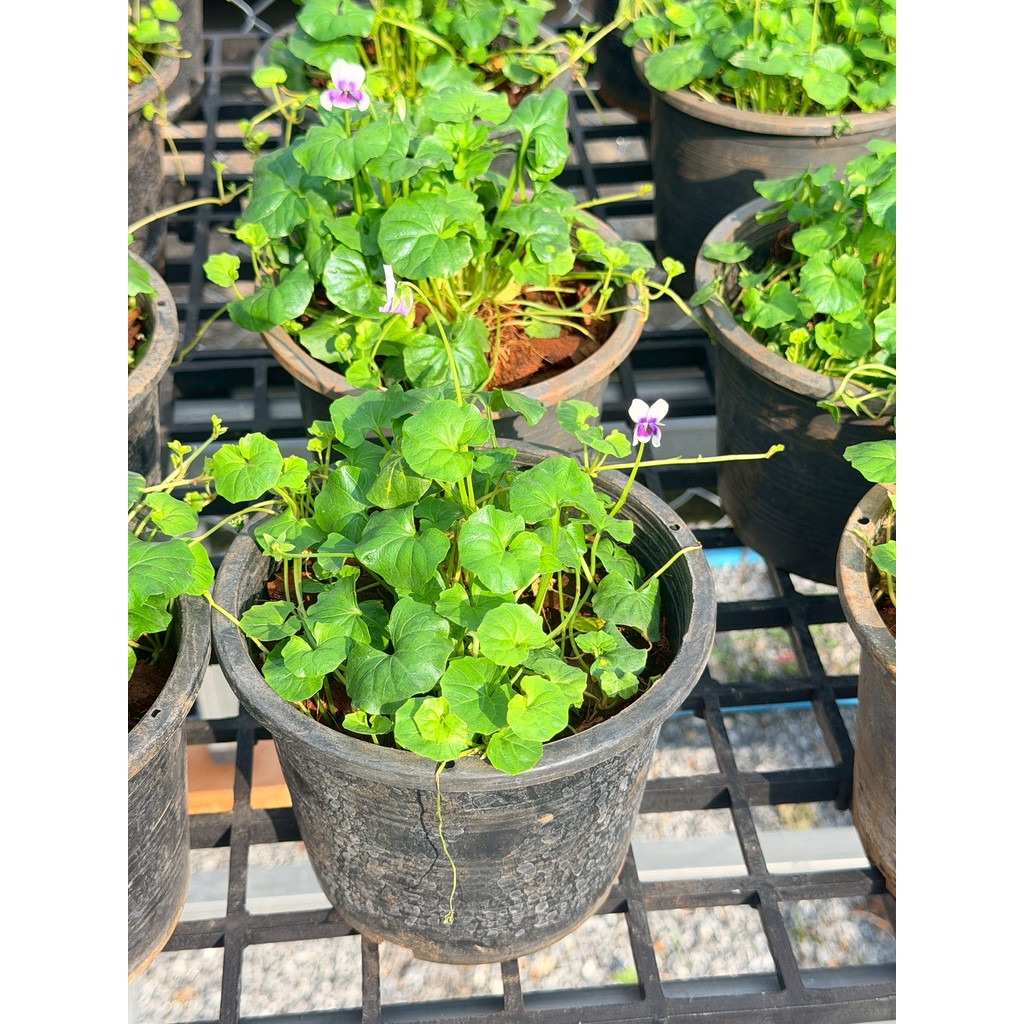 มุมมอง 3