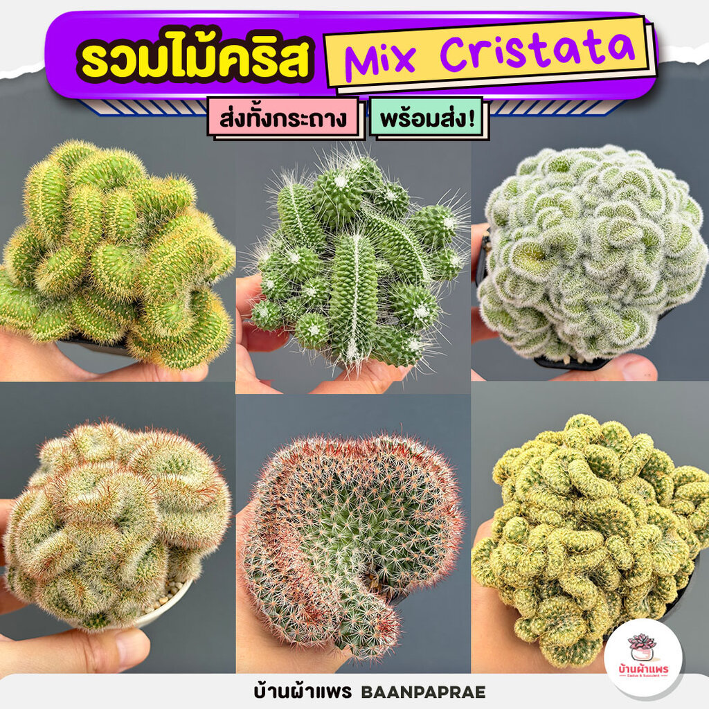 รวมไม้คริส Mix Cristata แคคตัส กระบองเพชร cactus&succulent