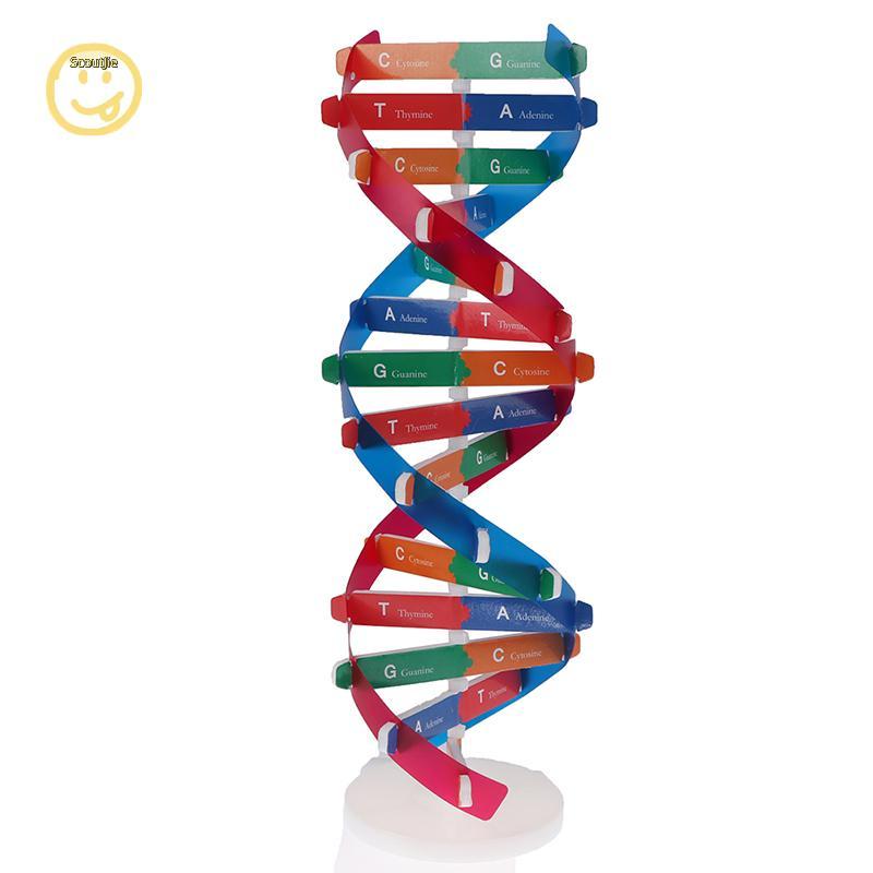 ScoutJie Human Genes DNA รุ่น Double Helix ของเล่นวิทยาศาสตร์การสอนการเรียนรู้การศึกษาของเล่น TH