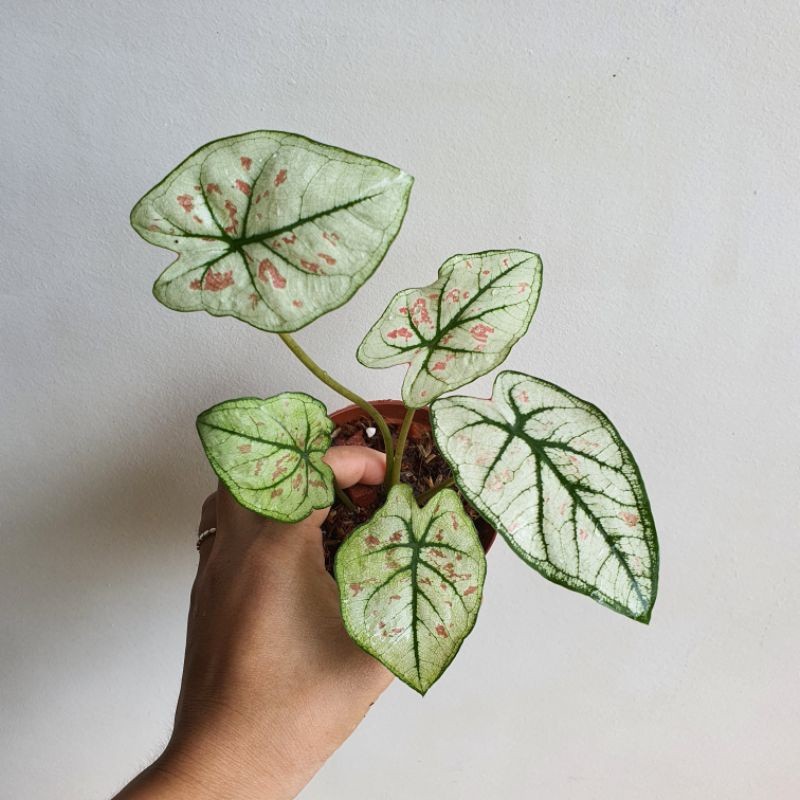 บอนสี บอนสตอเบอรี่สตาร์ พญาเศวต นิวเวฟ ไข่เค็ม