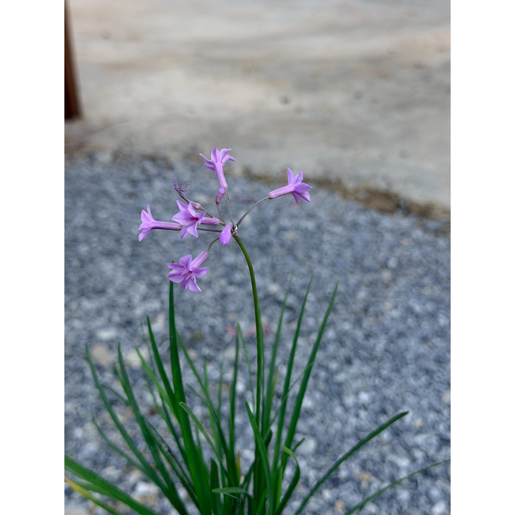 มุมมอง 2