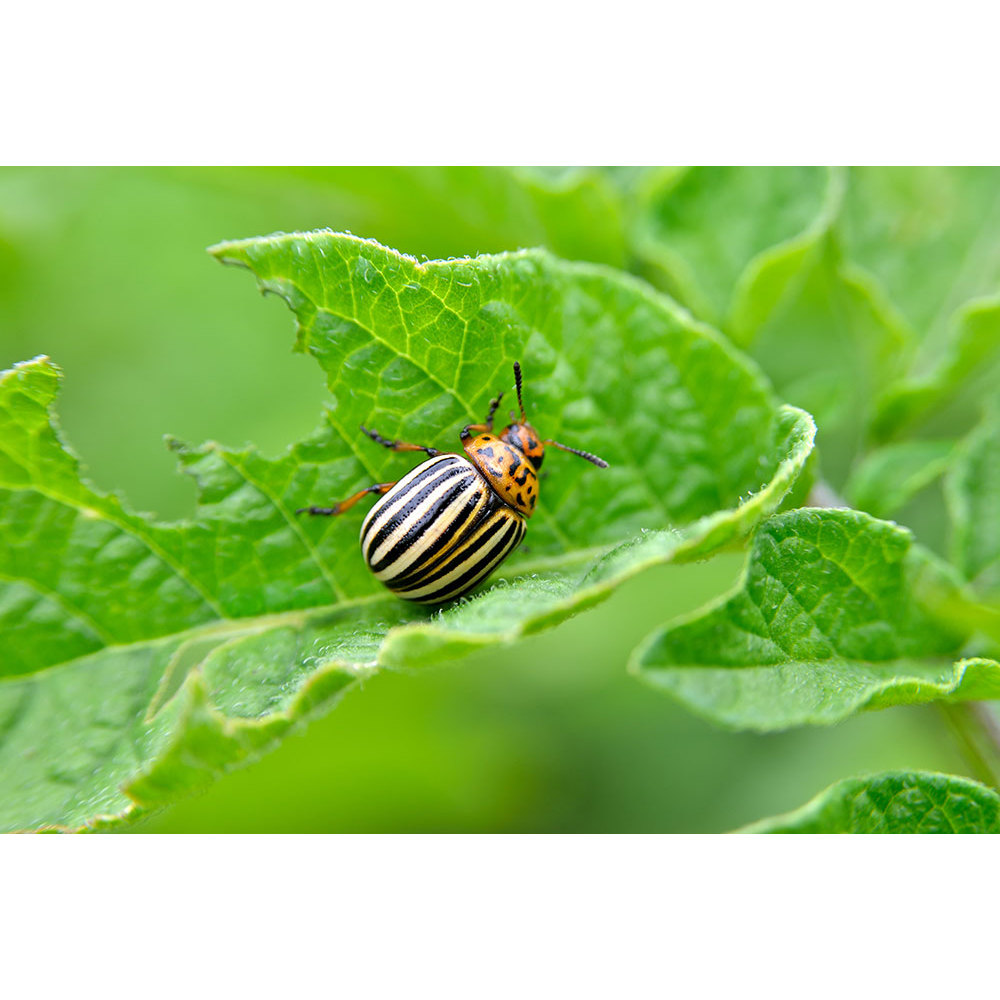 #อะบาเมกติน 1 ลิตร  ( น้ำใส ) สูตรเย็น อะบาแม็กติน อะบาเม็กติน อะบา ฉีดผ่าดอกได้ ป้องกันกำจัดแมลง เพลี้ยไฟ หนอนชอนใบ - รูปที่ 4