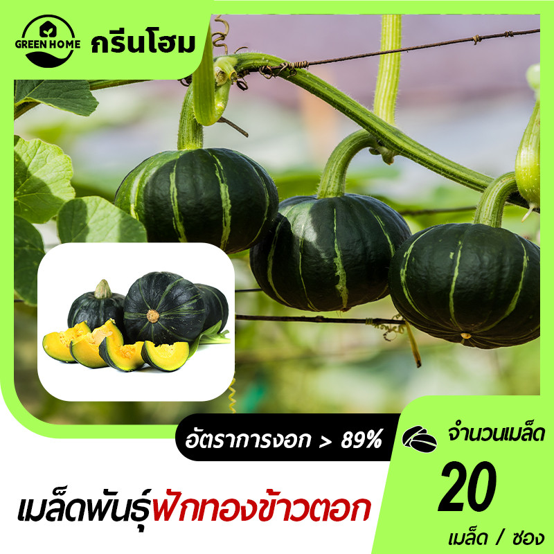 ฟักทองพวงญี่ปุ่น🎯เมล็ดฟักทองพวงญี่ปุ่น 20 เมล็ด🍀งอกง่าย☘️6-8 ลูกโลก📌ผลดก👍ทานอร่อย