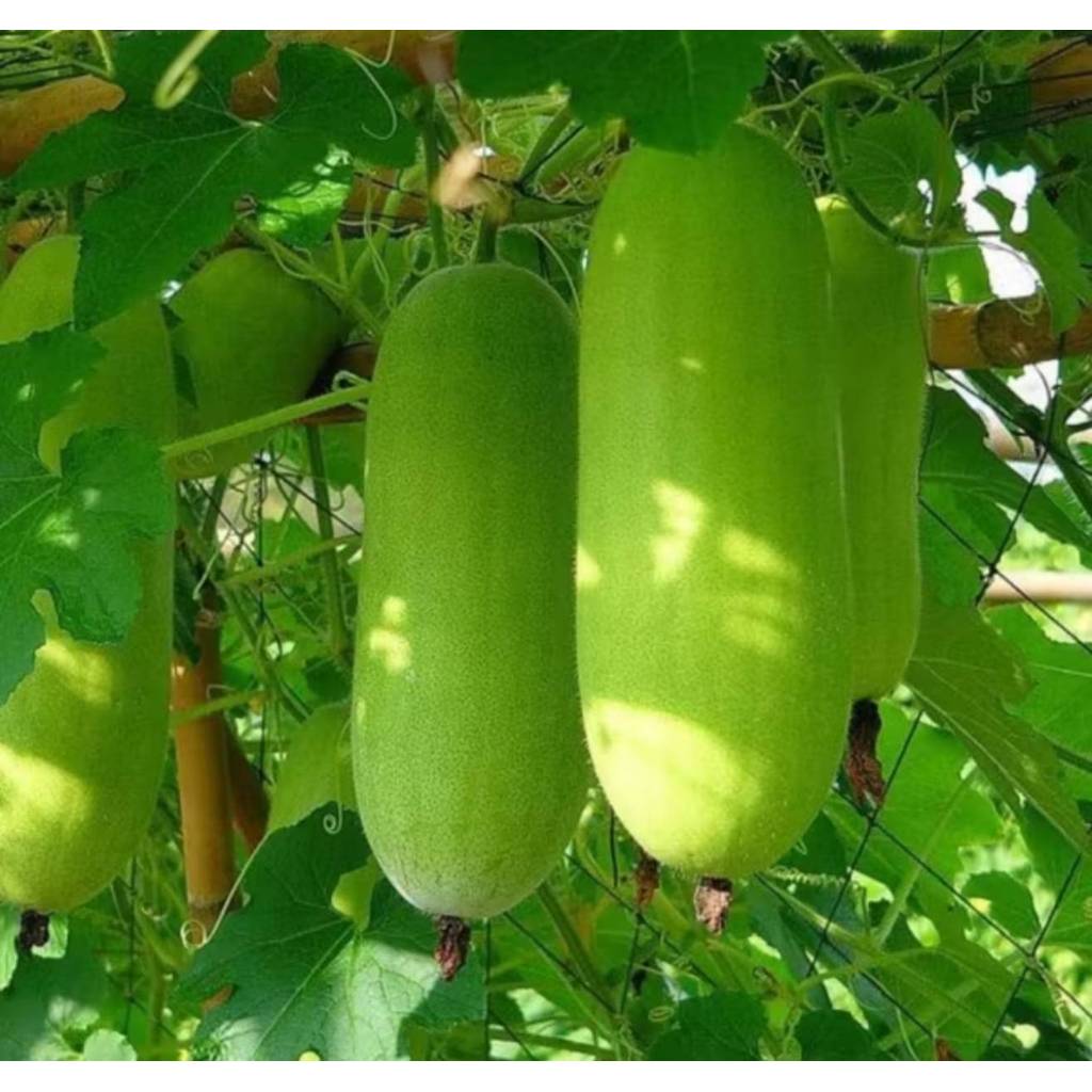 🌱รวมเมล็ดพันธุ์ผักสวนครัวปลูกง่ายโตไว🌱 ราคาถูก เมล็ดเยอะ อัตราการงอกสูง 🎈ซื้อ5แถม1คละได้🎈 - รูปที่ 3