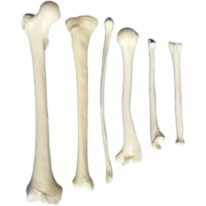 Humorus Femur Shin Tibia สะโพกกระดูก Clavicle รัศมี Perone Fibula มนุษย์กระดูก Anatomy Skeleton Bone