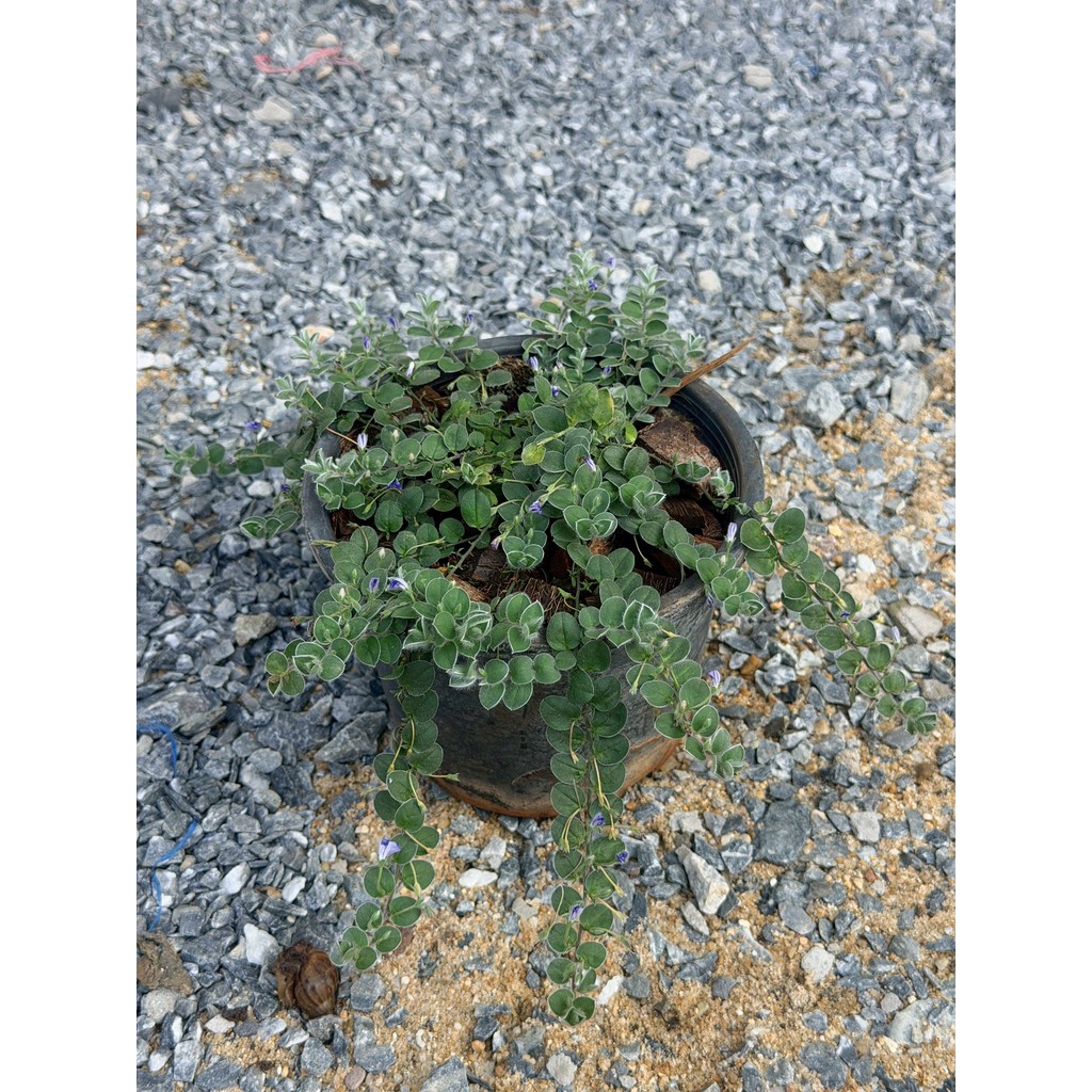 มุมมอง 2