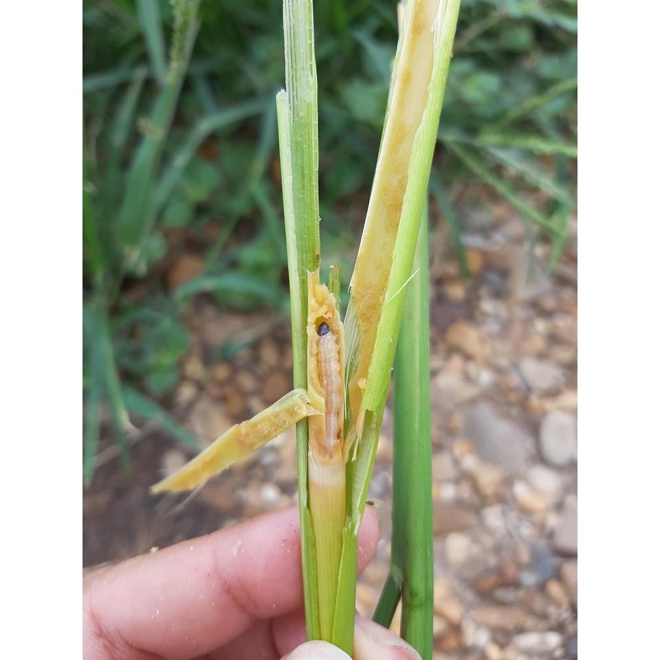 #อะบาเมกติน 1 ลิตร  ( น้ำใส ) สูตรเย็น อะบาแม็กติน อะบาเม็กติน อะบา ฉีดผ่าดอกได้ ป้องกันกำจัดแมลง เพลี้ยไฟ หนอนชอนใบ - รูปที่ 7