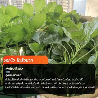 6000 เมล็ด เมล็ดผักโขมสีเขียว ทนร้อน โตไว สารอาหารสูง แท้ OP