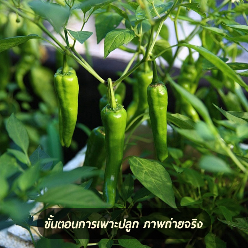 200เมล็ด เมล็ดพันธุ์พริกยาวโจลอง เมล็ดพริกยาว รูปที่ 3