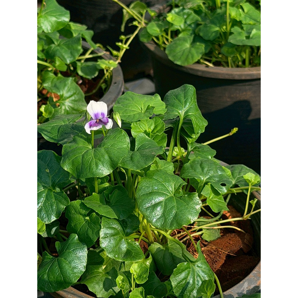 มุมมอง 2