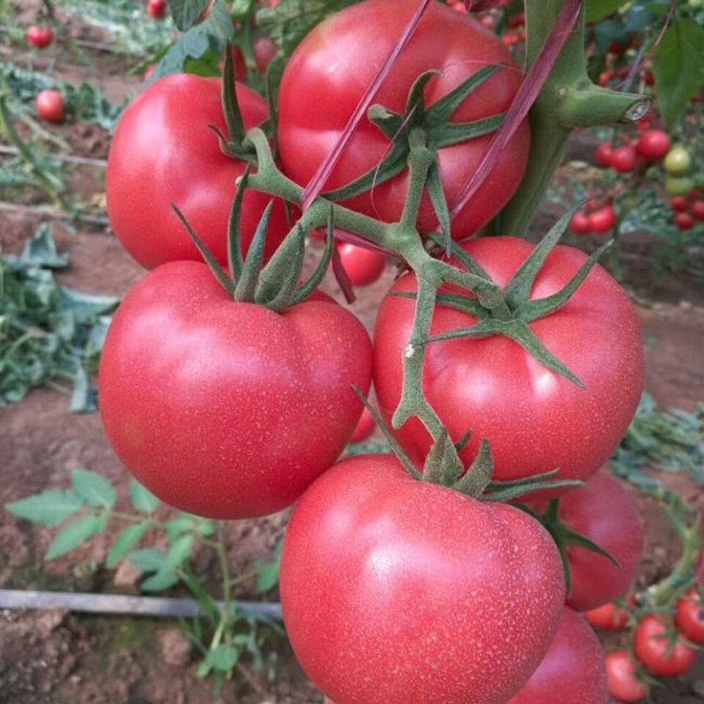 เมล็ดพันธุ์ มะเขือเทศเชอรี่ ผลใหญ่ 300 เมล็ด Large Red Cherry Tomato  เมล็ดพันธุ์แท้ นำเข้าจากต่างประเทศ ปลูกผัก สวนครัว - รูปที่ 7