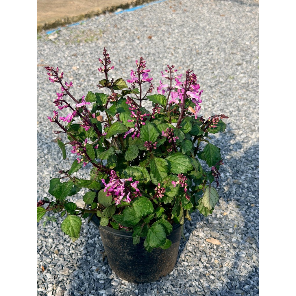 มุมมอง 6