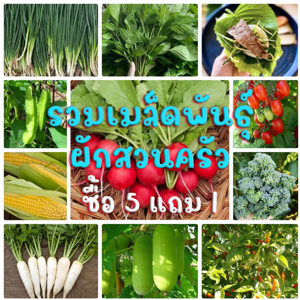 🌱รวมเมล็ดพันธุ์ผักสวนครัวปลูกง่ายโตไว🌱 ราคาถูก เมล็ดเยอะ อัตราการงอกสูง 🎈ซื้อ5แถม1คละได้🎈