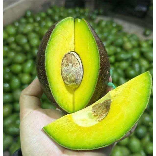 อโวคาโด อาโวคาโดสด 1 กิโลกรัมสดจากสวน พันธ์ุ034  บาเยือง พื้นเมือง บูส7