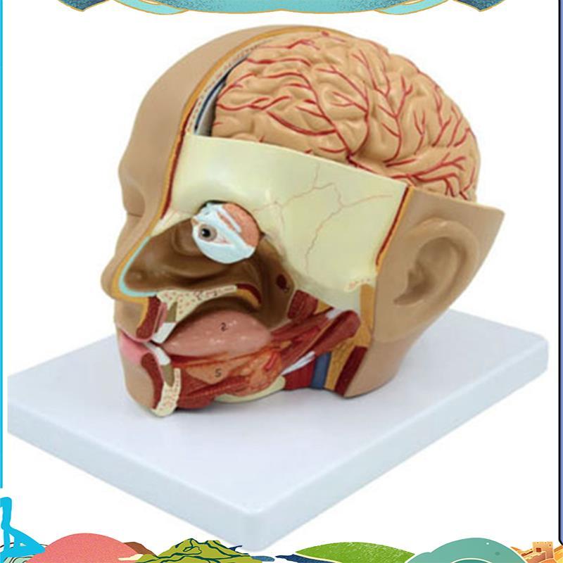 Human Head Anatomy Model Head สมองส่วน Anatomy สําหรับห้องเรียนวิทยาศาสตร์การศึกษาการเรียนรู้การสอนจ