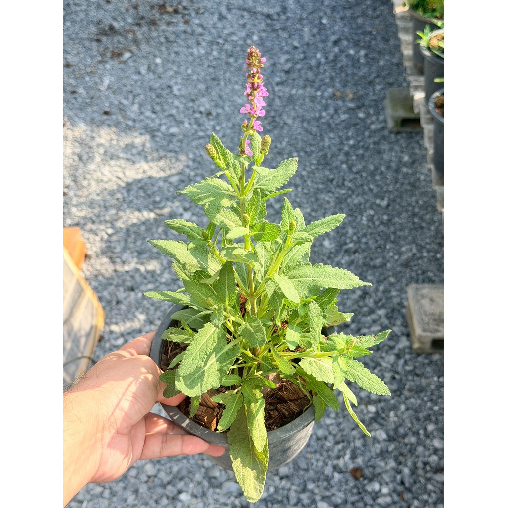 มุมมอง 2