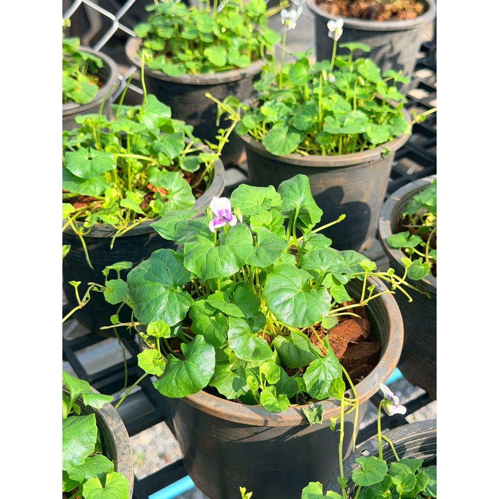 มุมมอง 5