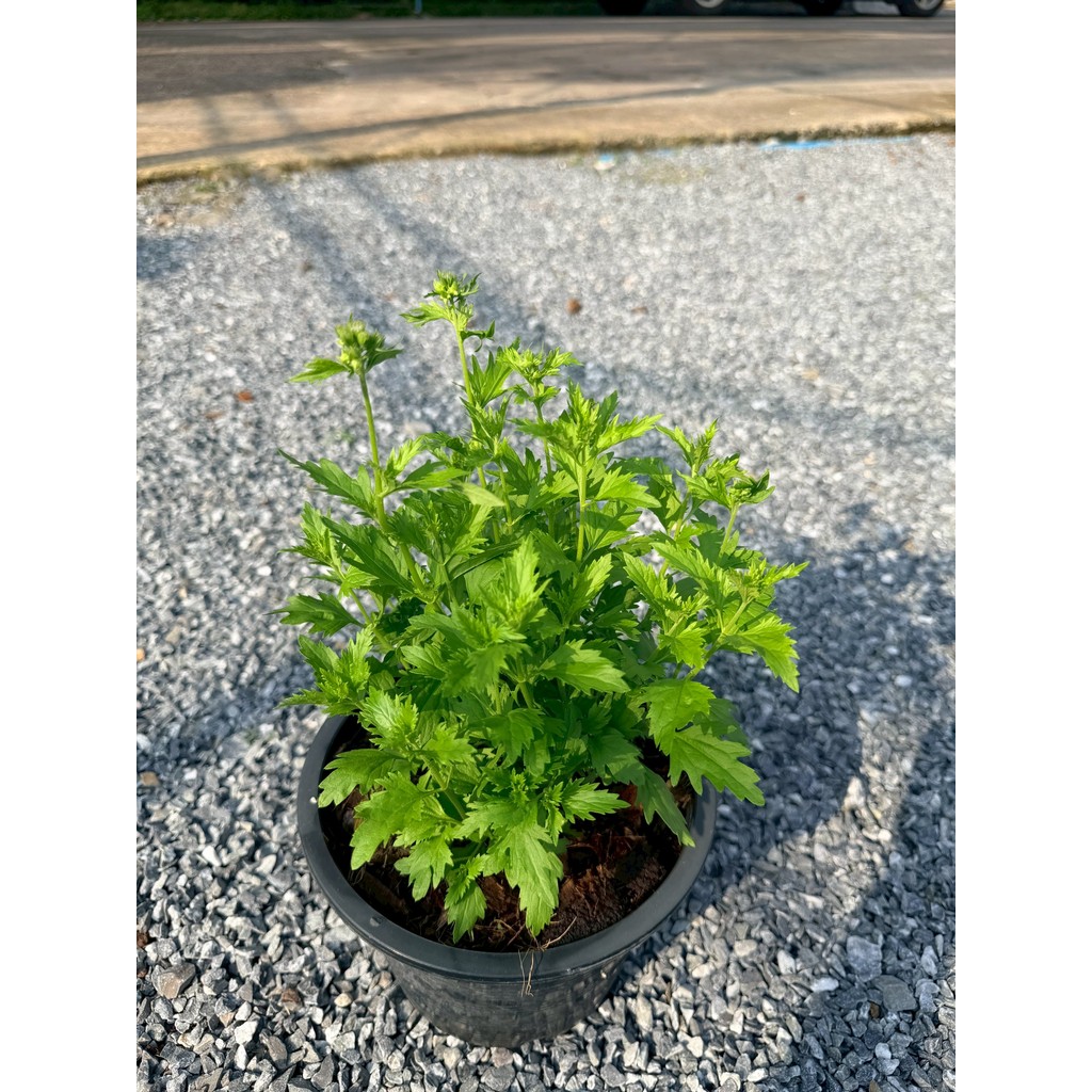 มุมมอง 2