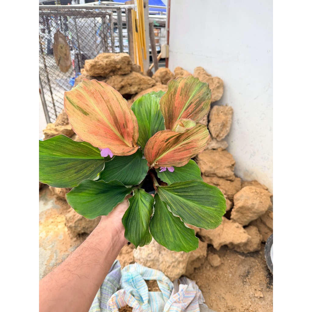 มุมมอง 4