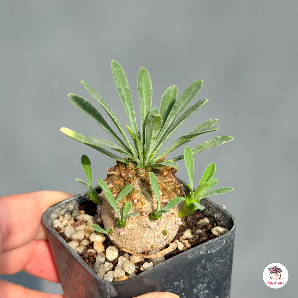 คนป่า Euphorbia Japonica แคคตัส กระบองเพชร cactus&succulent - รูปที่ 4