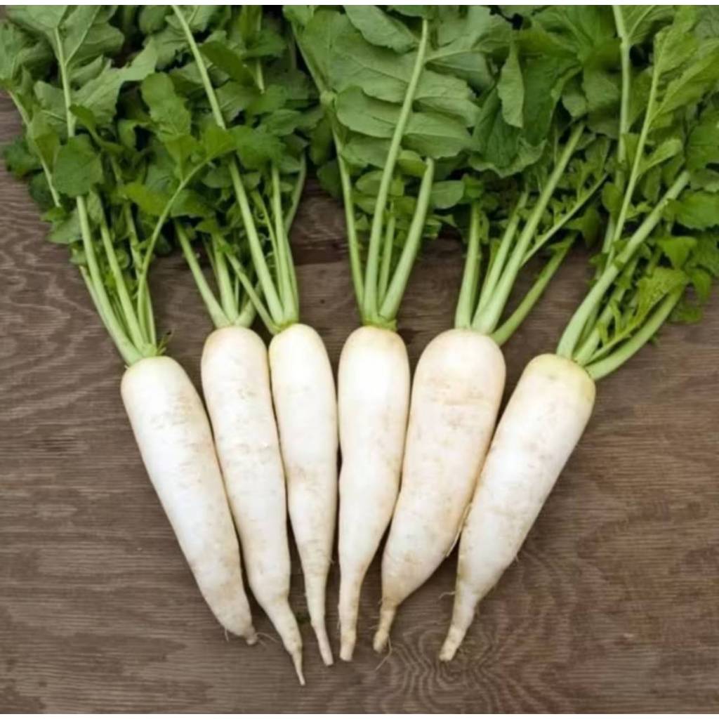 🌱รวมเมล็ดพันธุ์ผักสวนครัวปลูกง่ายโตไว🌱 ราคาถูก เมล็ดเยอะ อัตราการงอกสูง 🎈ซื้อ5แถม1คละได้🎈 - รูปที่ 4