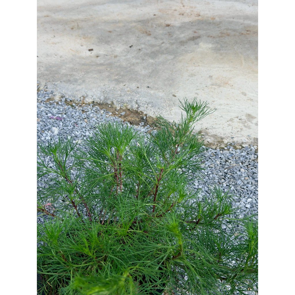 มุมมอง 5