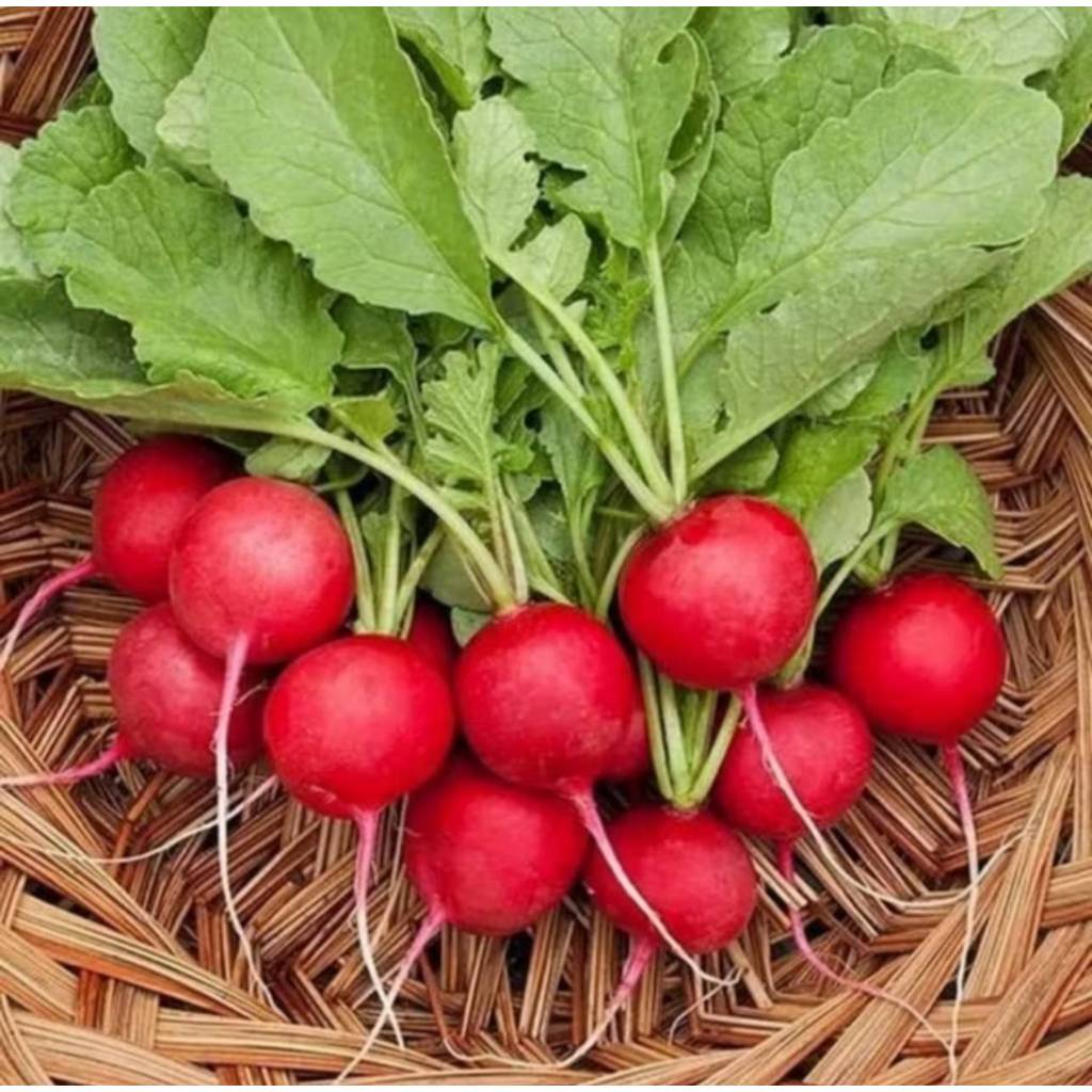 🌱รวมเมล็ดพันธุ์ผักสวนครัวปลูกง่ายโตไว🌱 ราคาถูก เมล็ดเยอะ อัตราการงอกสูง 🎈ซื้อ5แถม1คละได้🎈 - รูปที่ 6