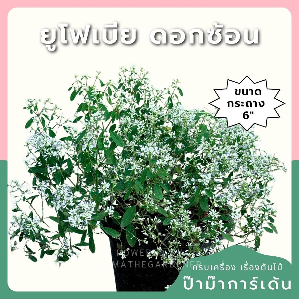 ยูโฟเบีย ดอกซ้อน (Euphorbia Double Flower) กระถาง 6 นิ้ว