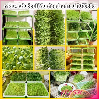 Fresh กล่องเพาะถั่วงอก ถาดเพาะต้นอ่อน ไม่ต้องใช้ดิน นำกลับมาใช้ใหม่ได้ สำหรับมือใหม่ 1ชุด bean sprouts tray