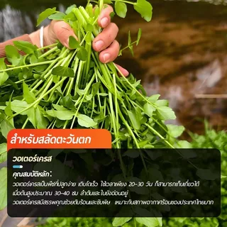 800 เมล็ดเมล็ดพันธุ์วอเตอร์เครส เมล็ดวอเตอร์เครส (Watercress) ผักสลัด มากวิตามิน โตไว ทานสดได้