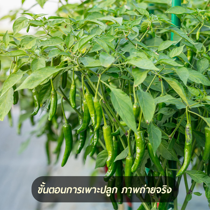 200เมล็ด เมล็ดพันธุ์พริกยาวโจลอง เมล็ดพริกยาว รูปที่ 4