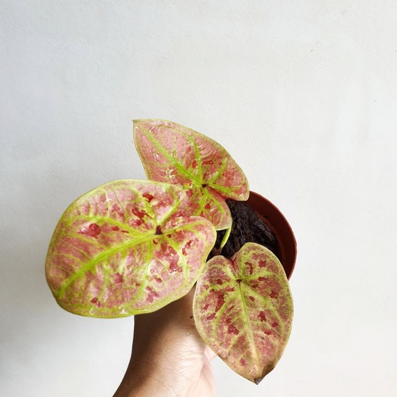 มุมมอง 2