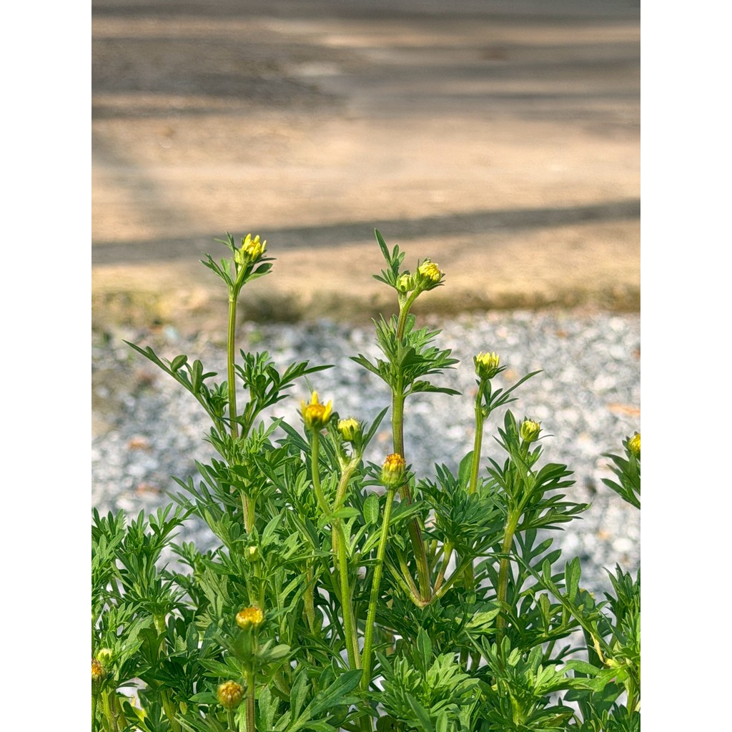 มุมมอง 3