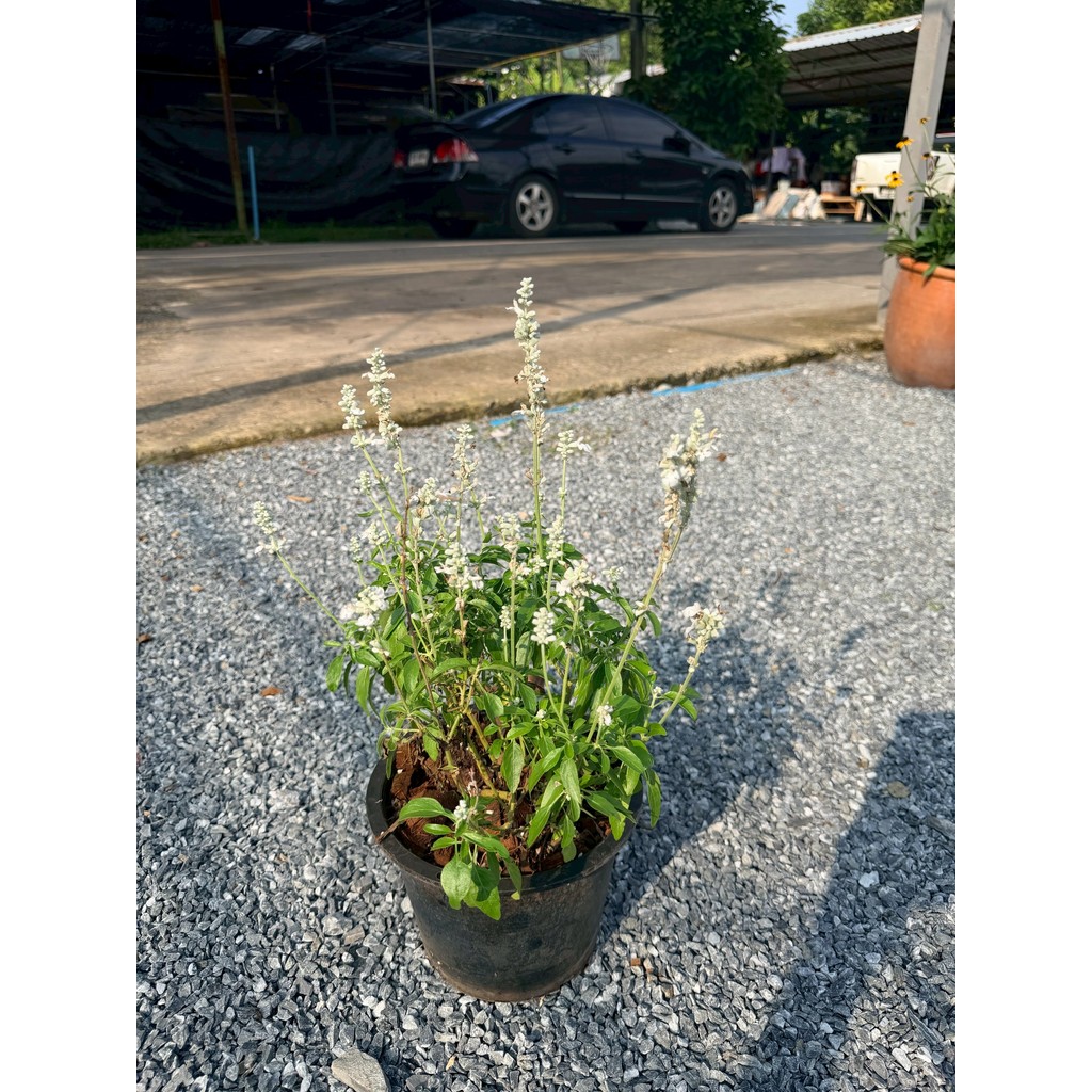 มุมมอง 5