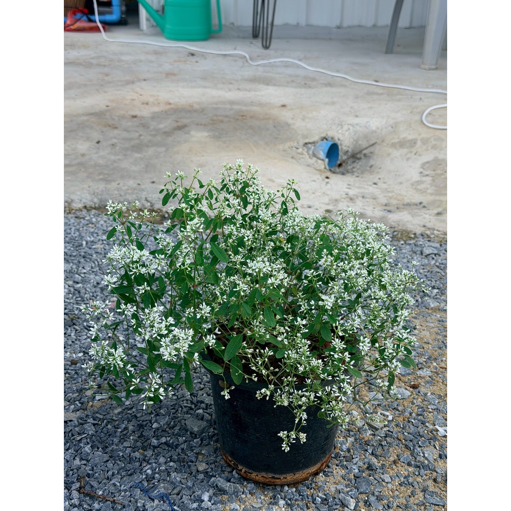 มุมมอง 4