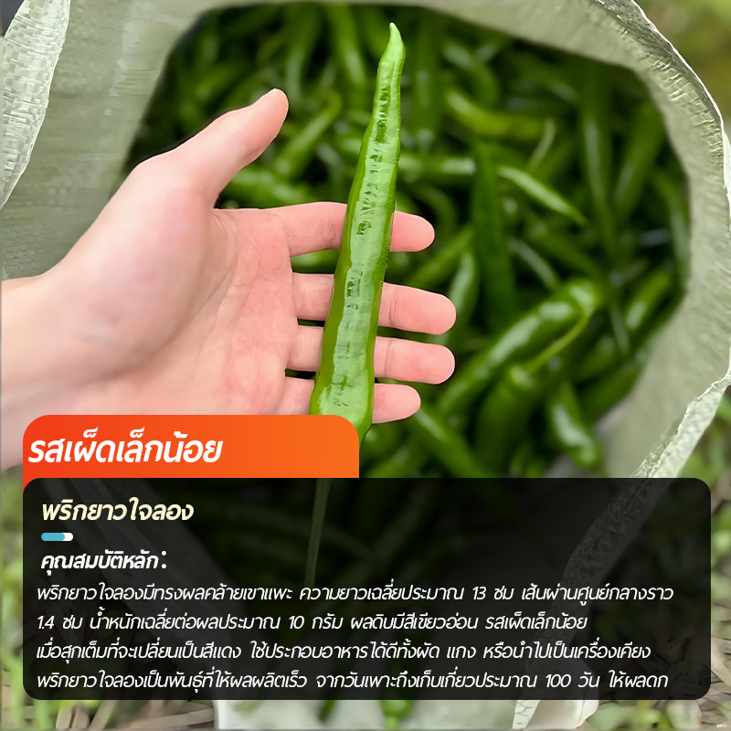 200เมล็ด เมล็ดพันธุ์พริกยาวโจลอง เมล็ดพริกยาว รูปที่ 2