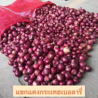 แขกแดงเล็ก ( ไบรารี่ ) ขนาด 8-9 กิโลกรัม