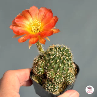 โลบิเวีย ดอกส้มไส้เหลือง Lobivia แคคตัส กระบองเพชร cactus&succulent