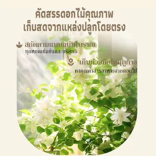 ASAKA สบู่เหลวอาบน้ำ ลิลลี่แท้ อะมิโนแอซิด แพ็คครอบครัว 520g*3 ผิวนุ่ม หอมติดทนนาน